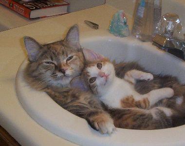 Коты, кошки, котята