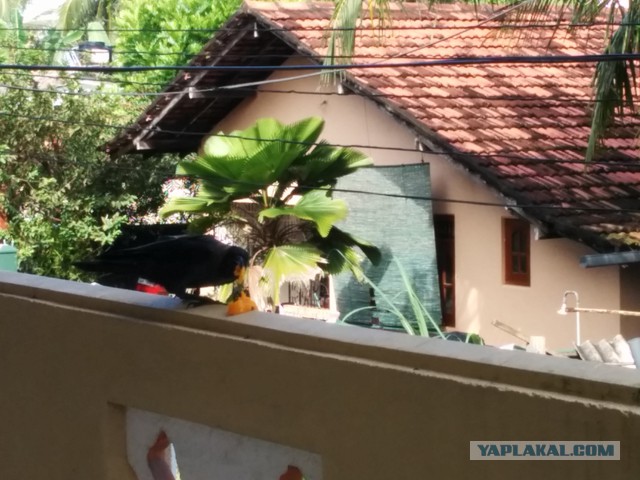 Самостоятельное путешествие в Шри-Ланку