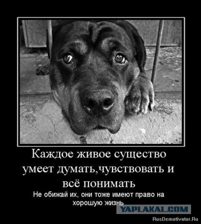 Пёс вернулся домой через 10 лет