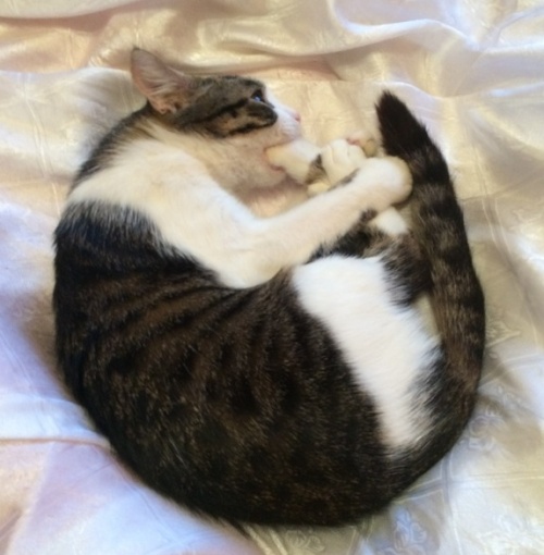 Картинки из сети