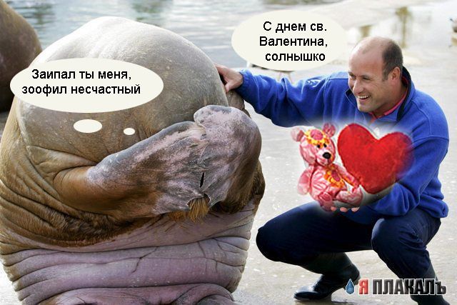 Картинки на конкурс "Пра лубофф со смехом!"