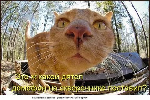 Мохнатые беспредельщики