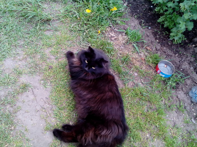 Котовторник 21.06.16