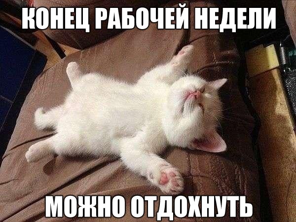 Прикольные животные