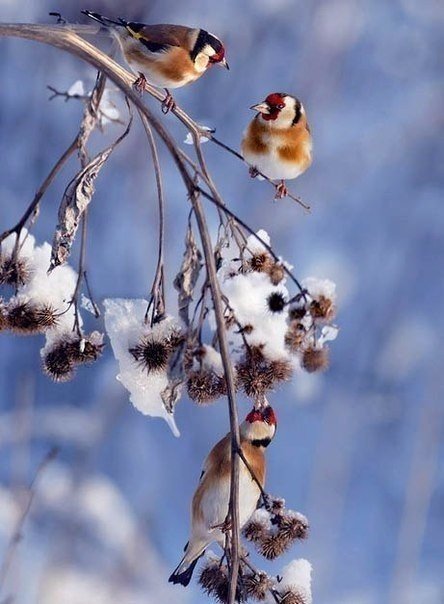 Самые смешные животные