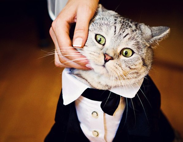Коты и Кошки