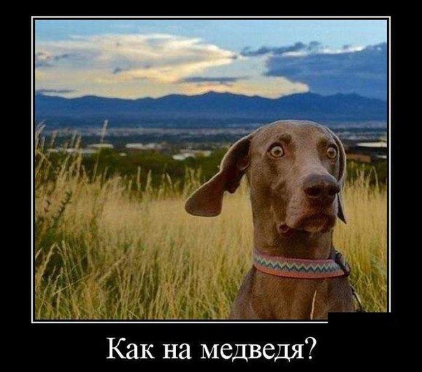 Прикольные картинки