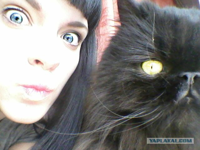 Котовторник 1.08.17
