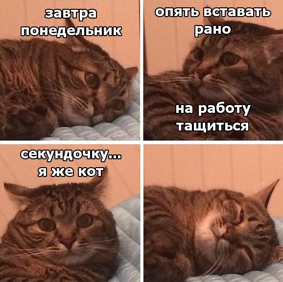 Коты и Кошки