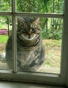 Котовторник 13.03.2018