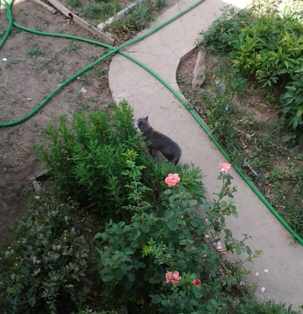 Котовторник 26.06.2018