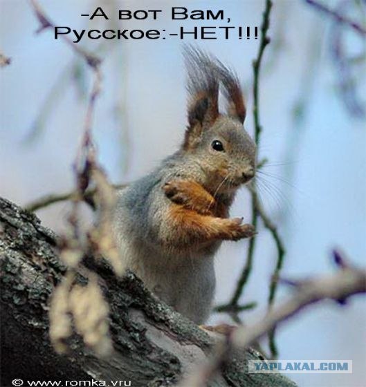 Белки