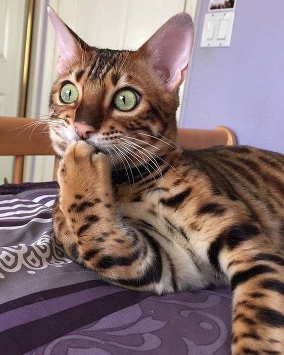 Прикольных котов пост