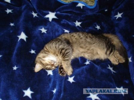 Котовторник?