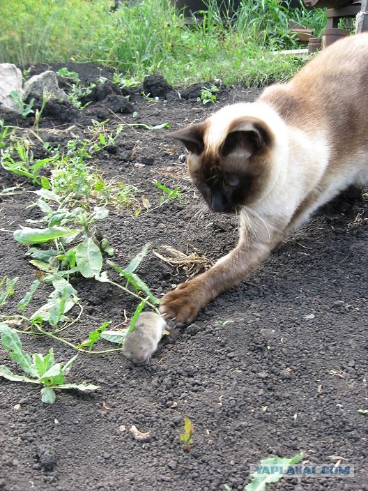 Котовторник, 19 октября