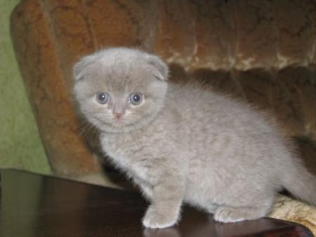 Как же можно про котовторник забыть?!