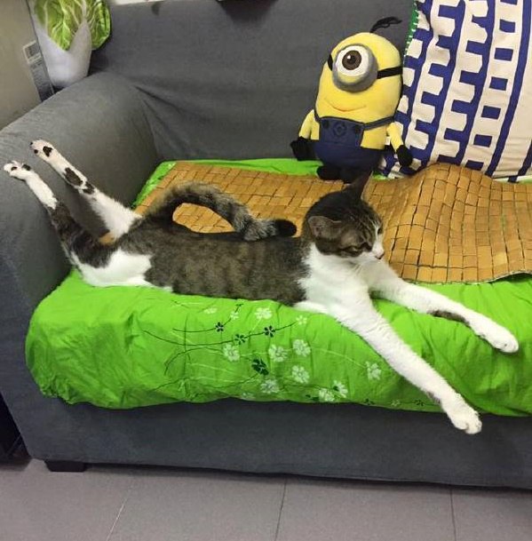 Прикольных котов пост