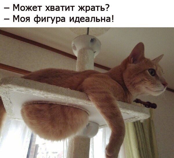 Прикольных котов пост