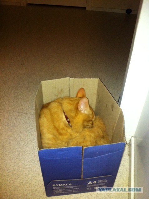 КОТОВТОРНИК (6.03.2012)