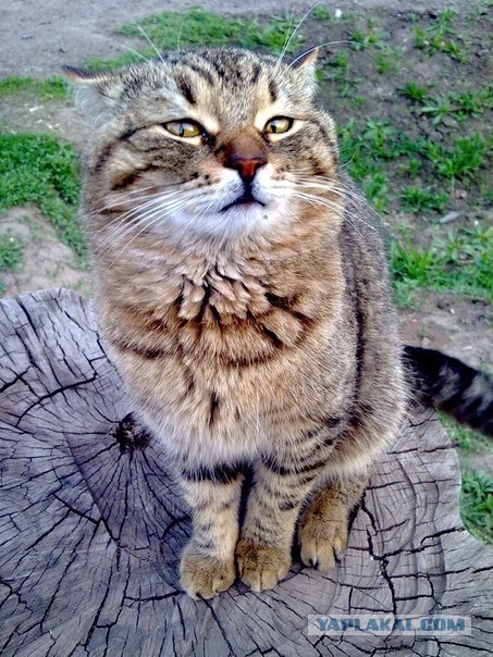 Котовторник   5.06.2012
