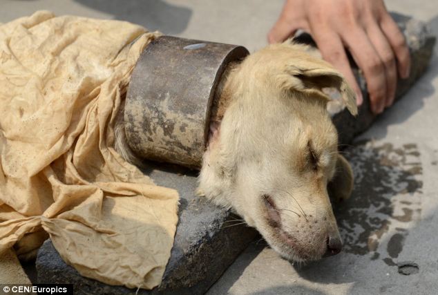 Смертельный ошейник