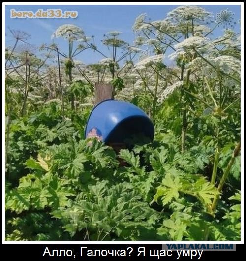 Алло, Галочка? Ты щас умрешь!