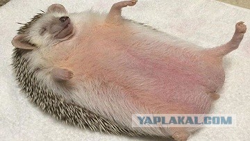 А ведь сегодня праздник!