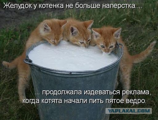 Когда так вкусно, что аж уши трясутся!