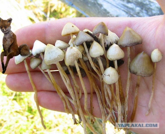 Таксидермия + наркомания