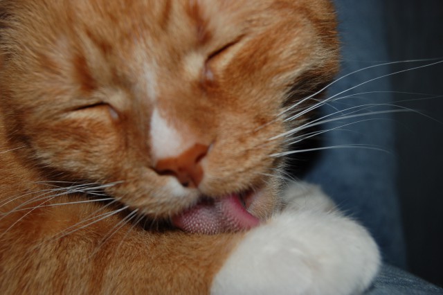 Котовторнику быть!