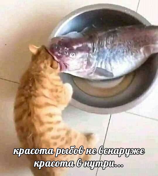 Весёлый полтишок 15.08