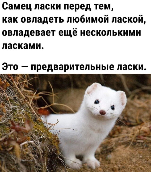 Весёлый полтишок 23.07.23