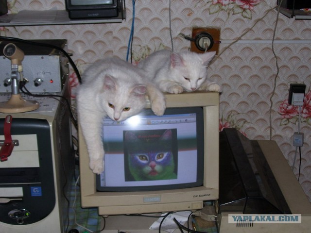 Жизнь домашнего приюта "Котоленд" 427