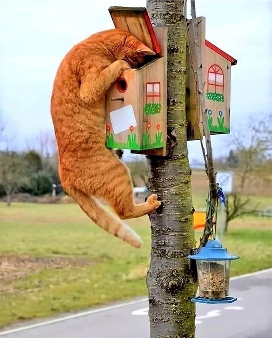 Котовторник в картинках