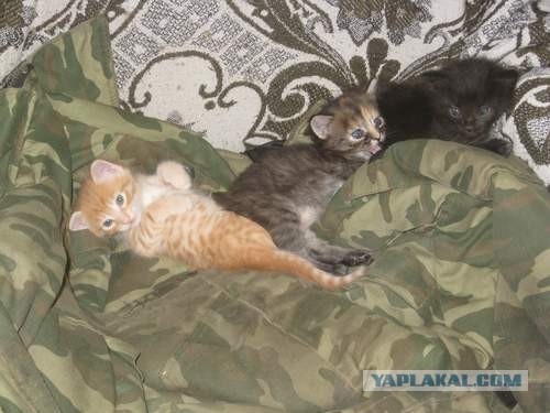 Котовторник 21.05.2013