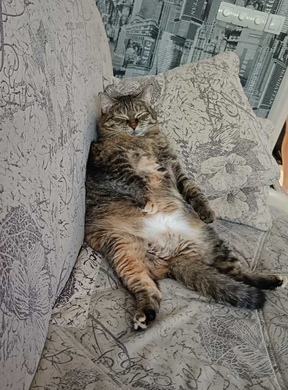 Котовторник