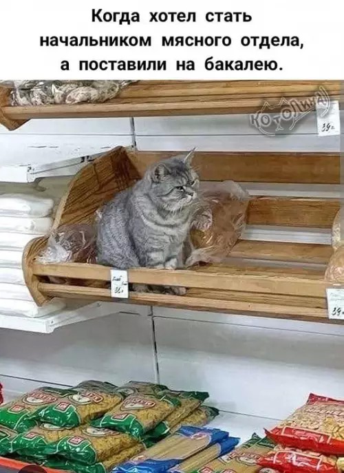 К котовторнику: подборка картинок-баянов с котиками и про котиков. Выпуск 35.