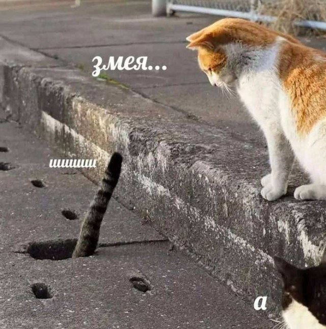 К котовторнику: подборка картинок-баянов с котиками и про котиков. Выпуск 40.
