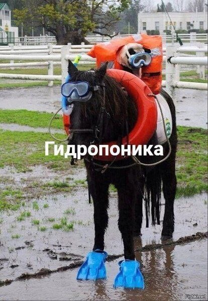 Веселое настроение в картинках 10.08.26