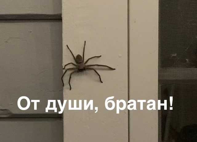 *БАЯН*Наладчик жизни