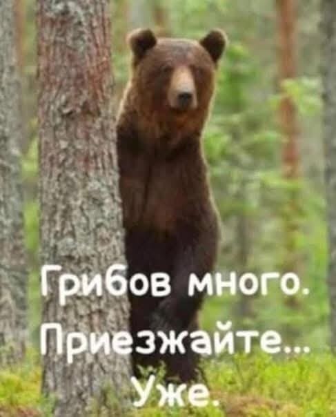 Медведь загрыз мужчину на территории лесничества в Красноярском крае