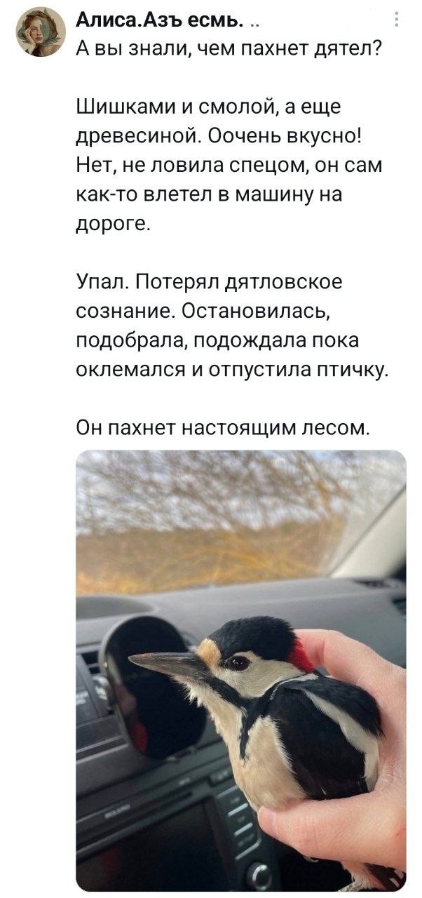 Зря его дятлом назвали.