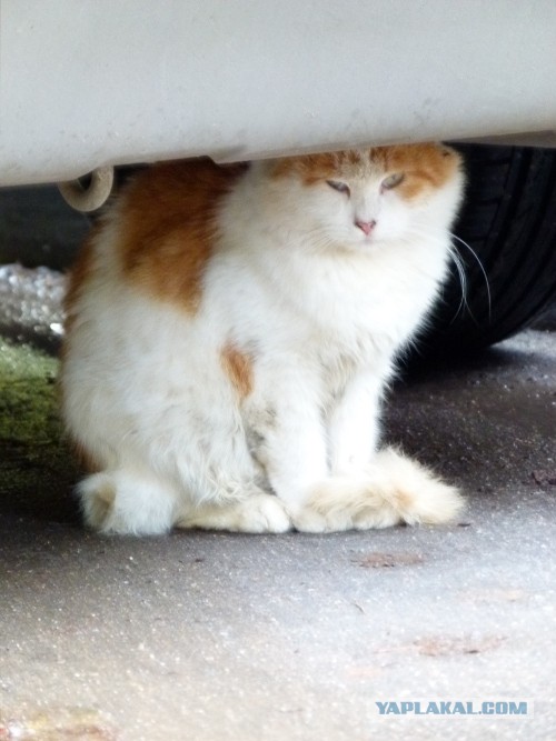 Котовторник на 24.09.2013г