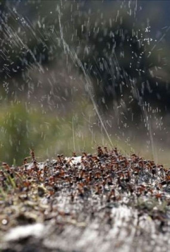 Как муравьи обороняются от птиц
