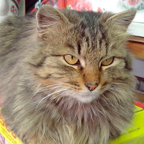 Котовторник  08.04.2014