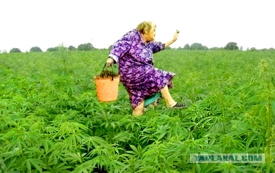 Сойди с ума, курильщик!
