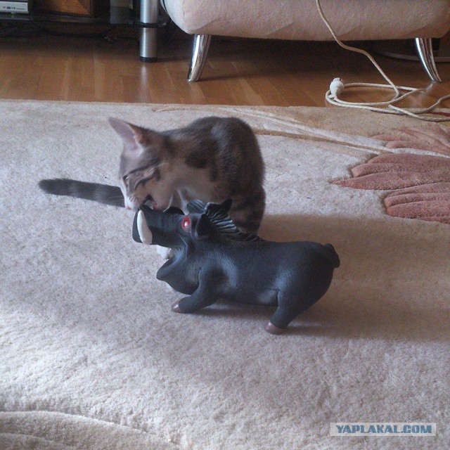 Котовторник 23.09.2014.