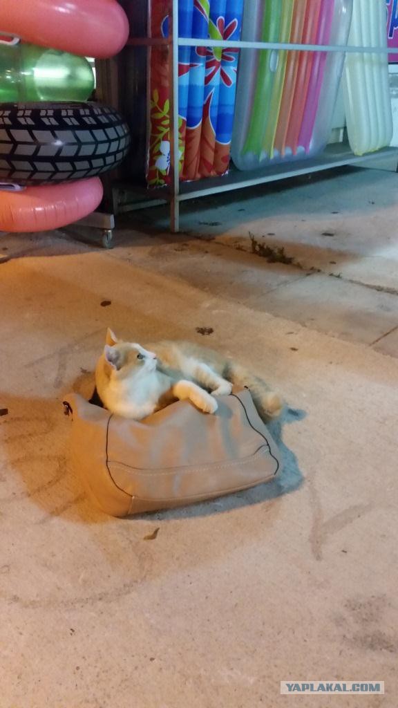 Котовторник 7.10.2014