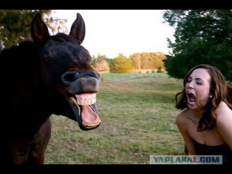 Весёлые картинки