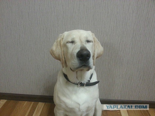 21 повод быть благодарным собаке